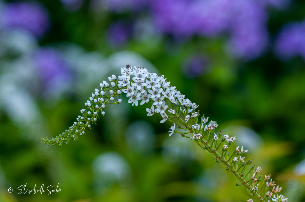 Small flowers by elisasaeter