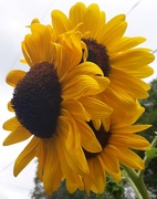 1st Sep 2020 - Sunflower Bunch