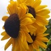 Sunflower Bunch by julie