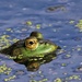 Frog Eye by lynnz