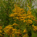 goldenrod by rminer