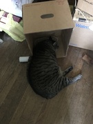 1st Sep 2020 - My cat is in the box. 