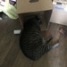 My cat is in the box.  by tatra