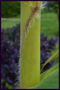 1st Sep 2020 - close up corn