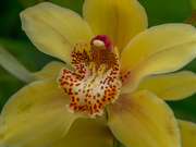 30th Aug 2020 - Orchid flower