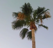 1st Sep 2020 - Palm Tree