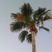 Palm Tree by stownsend