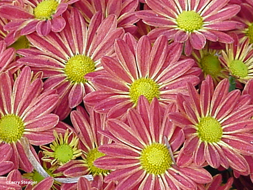 Red-Yellow Mums  by larrysphotos