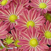 Red-Yellow Mums  by larrysphotos