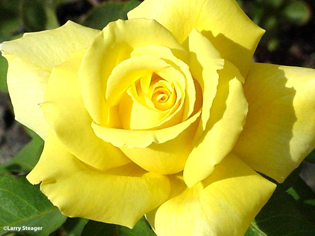 Yellow Rose by larrysphotos
