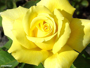 1st Sep 2020 - Yellow Rose