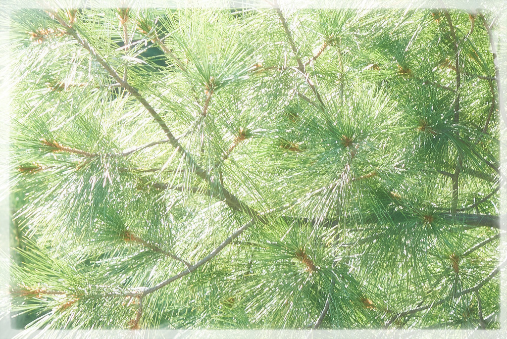 Light Through the Pines by gardencat