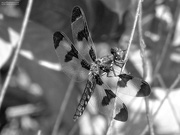 2nd Sep 2020 - Common Whitetail Skimmer (Libellula lydia) Female