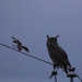 The Owl and the Neighborhood Pest by kareenking