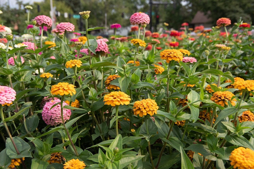 For the love of zinnias by dawnbjohnson2