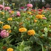 For the love of zinnias by dawnbjohnson2
