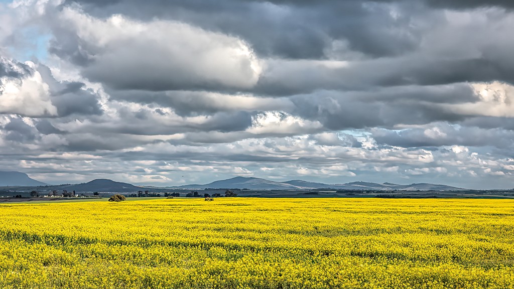  Canola fields and storm clouds by ludwigsdiana