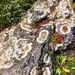 Lichens by harbie