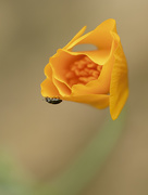 2nd Sep 2020 - Flower and bug