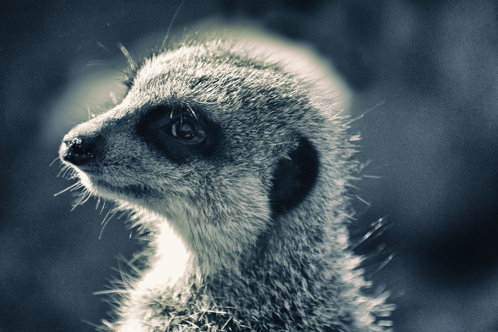 Taronga - meercat by annied