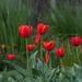 More tulips by gosia