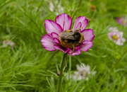 2nd Sep 2020 - Bumble Bee