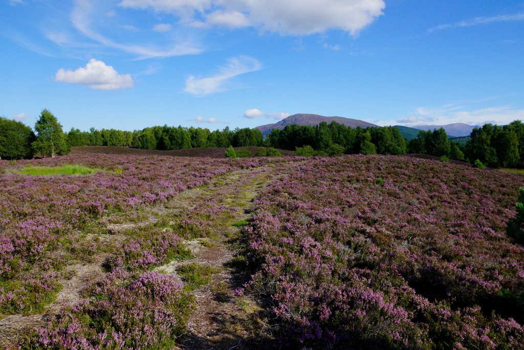 TRACK THROUGH THE HEATHER by markp