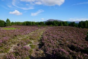19th Aug 2020 - TRACK THROUGH THE HEATHER