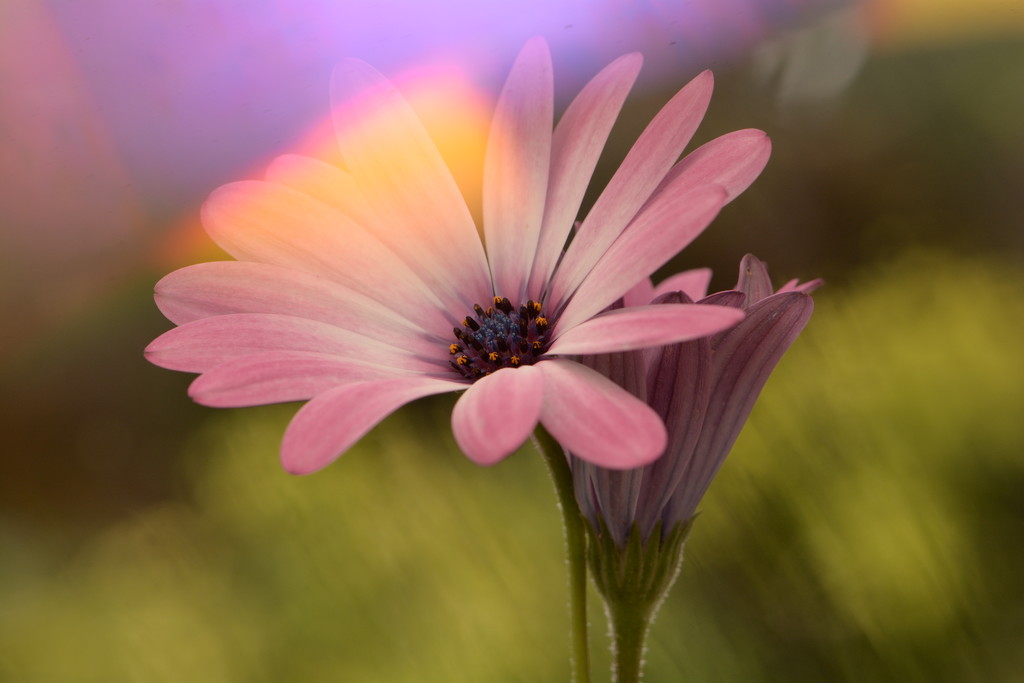 pink daisies.......... by ziggy77