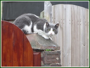 2nd Sep 2020 - Grey and white cat.