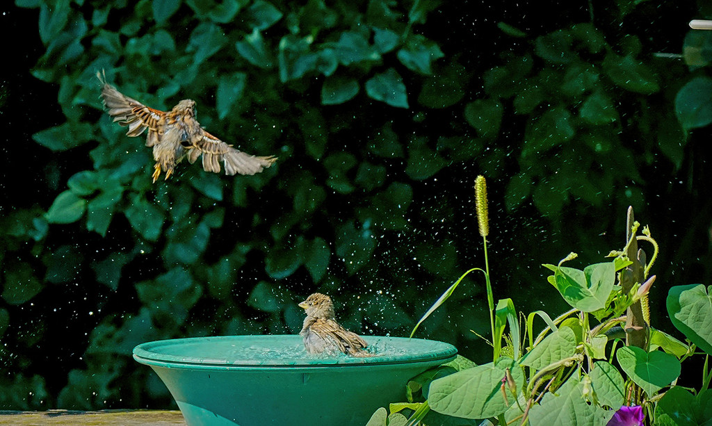More Bird Bath Fun by gardencat