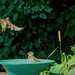 More Bird Bath Fun by gardencat