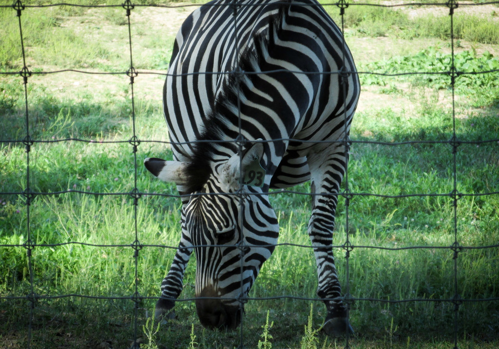 Zebra by mittens