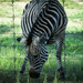 Zebra by mittens