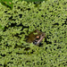 Frog by arkensiel