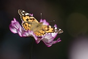 1st Sep 2020 - Painted Lady on Cosmos