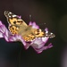 Painted Lady on Cosmos by 365projectmaxine