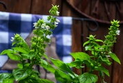 2nd Sep 2020 - Can you eat basil flowers? 