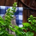 Can you eat basil flowers?  by louannwarren
