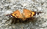1st Sep 2020 - Painted Lady