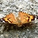 Painted Lady by julienne1