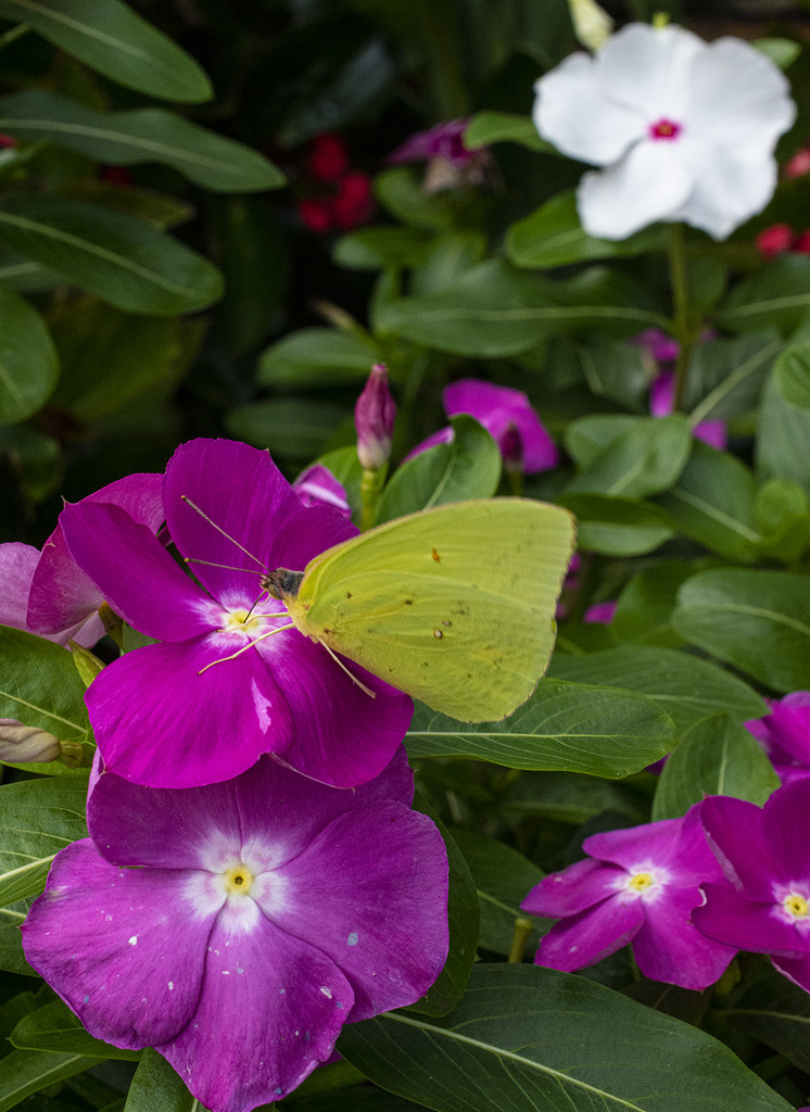 Vinca Visitor by k9photo