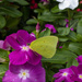 Vinca Visitor by k9photo