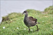 2nd Sep 2020 - Young moorhen