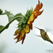 Hummer Meets the Big Sunflower by cindymc