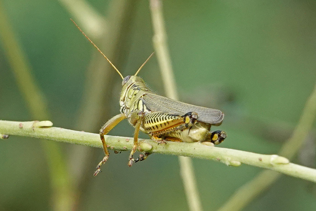 Differential Grasshopper by annepann