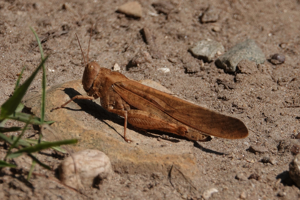 Carolina Grasshopper by annepann