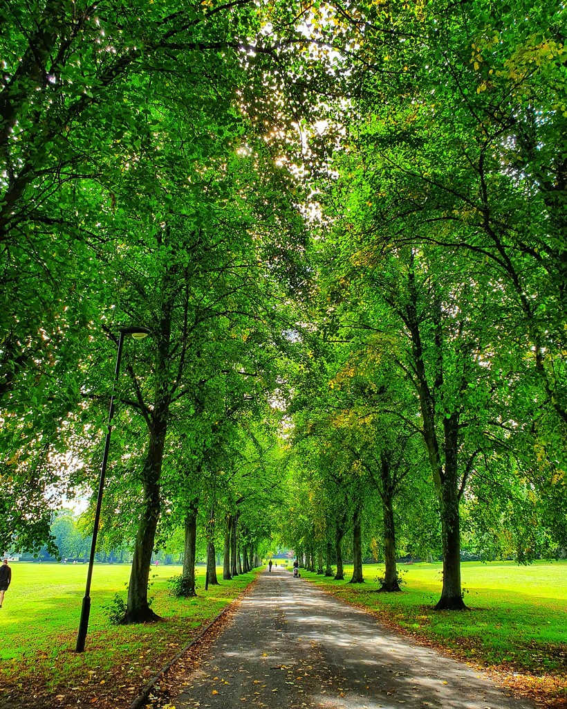Avenue of trees by isaacsnek