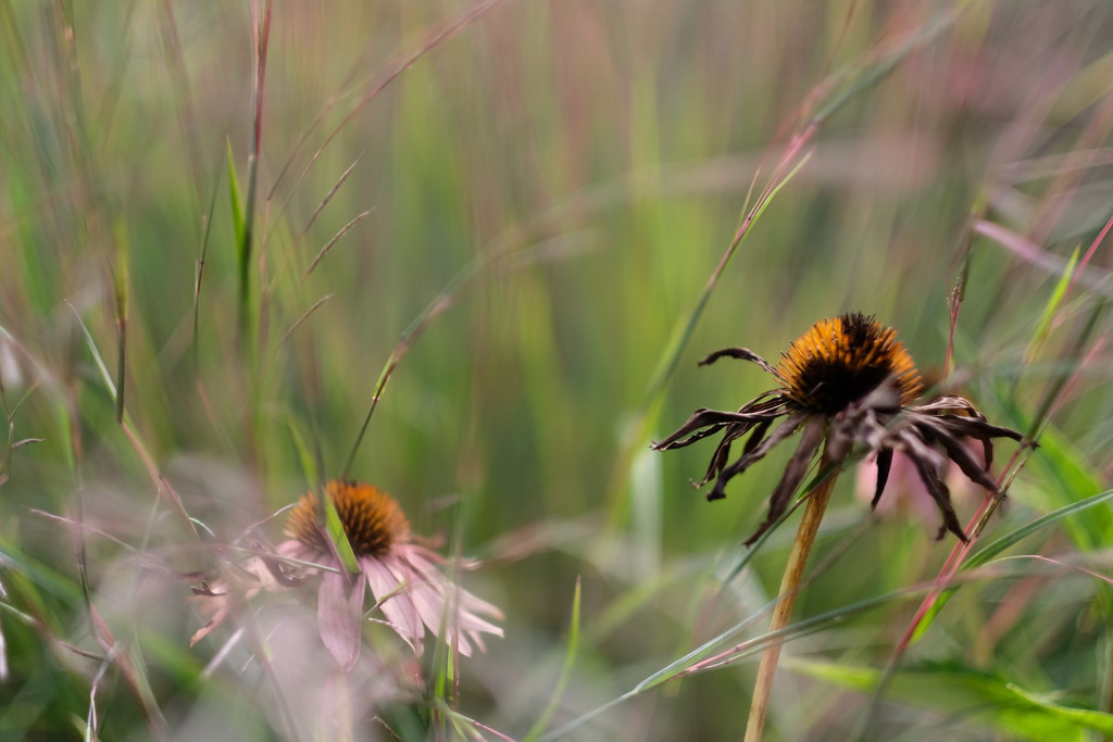 Fall Grasses and Coneflowers by tosee