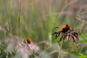 1st Sep 2020 - Fall Grasses and Coneflowers